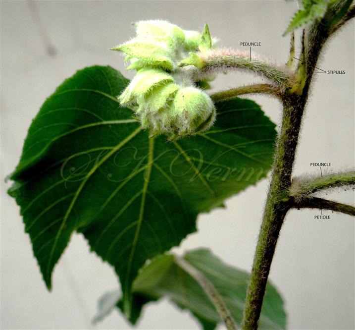  Flowering branch-See stipules